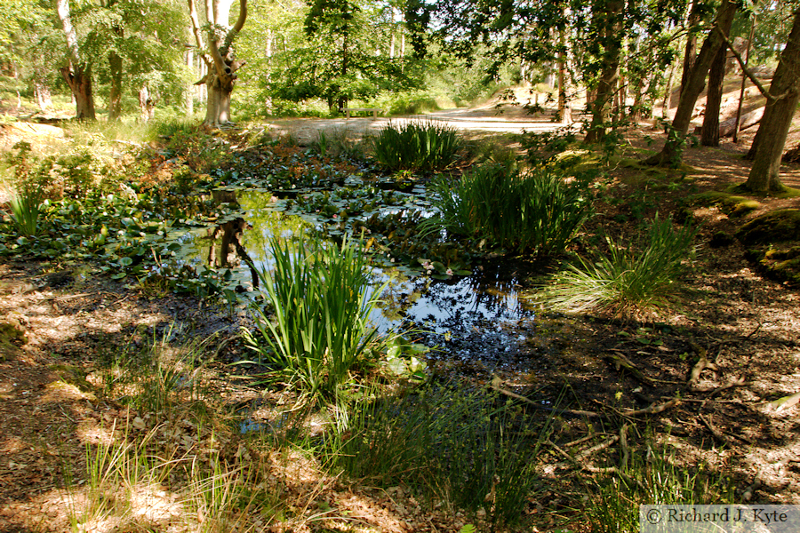 Lily Pond, Brownsea Island, Poole Harbour, Dorset