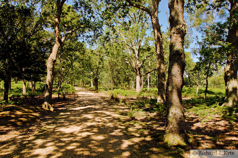 Path, Brownsea Island, Dorset