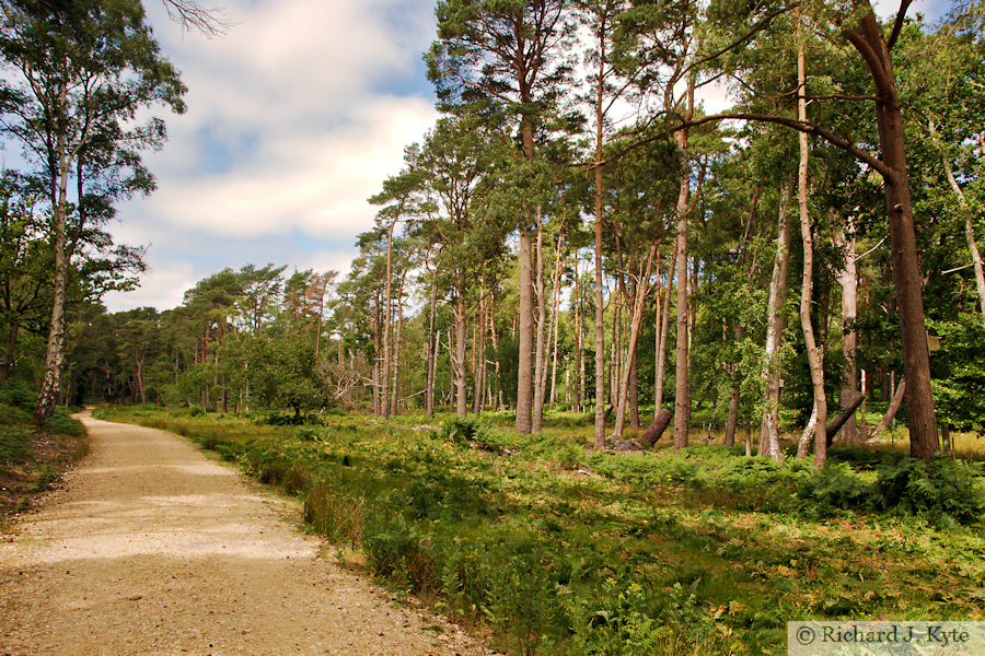 Looking west towards the Isle of Purbeck, Brownsea Island, Dorset