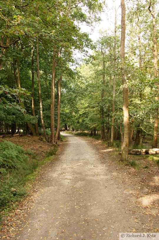 Path, Brownsea Island, Dorset