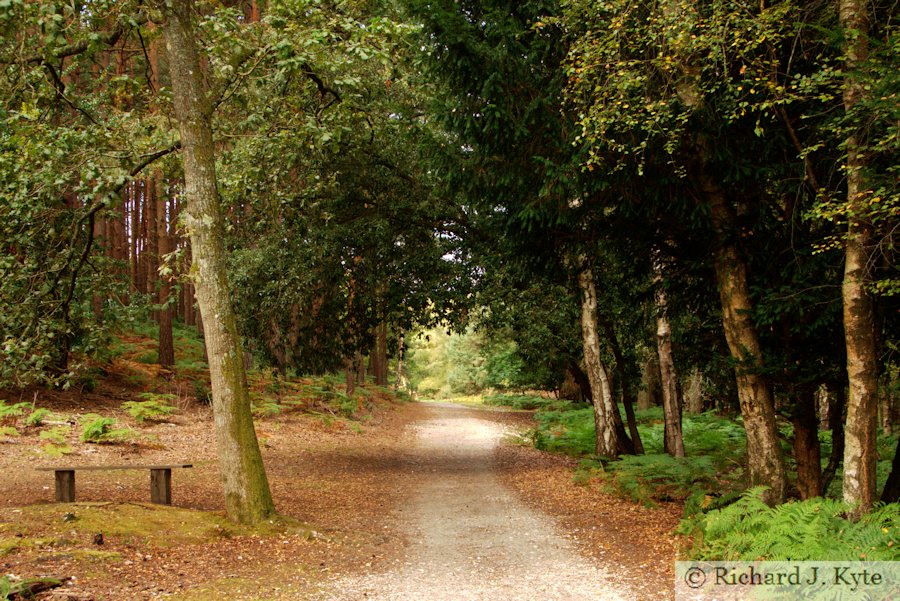 Path, Brownsea Island, Dorset