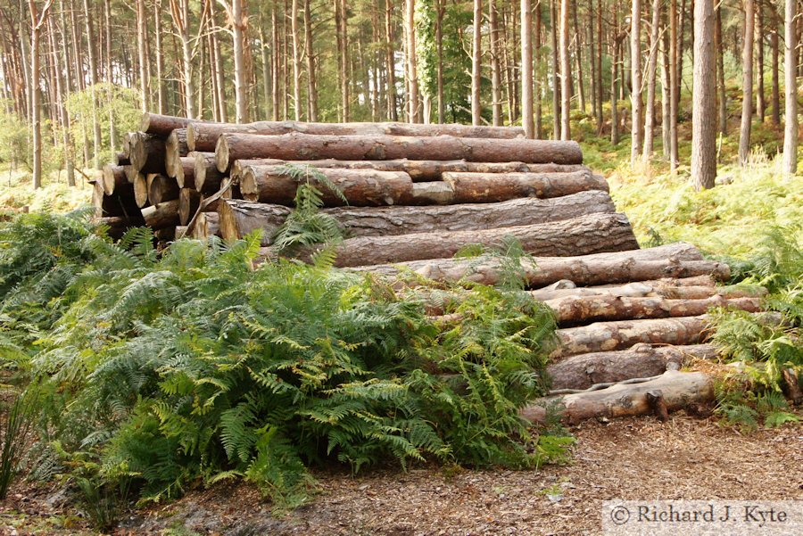 Log Pile, Brownsea Island, Dorset