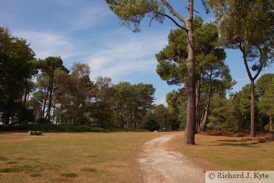 Clearing, Brownsea Island, Dorset