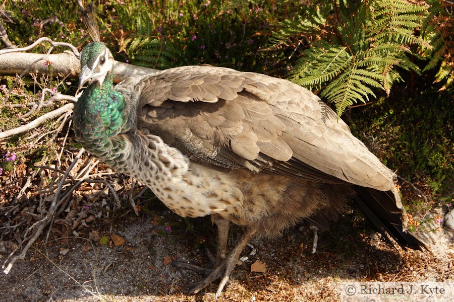 Peacock, Brownsea Island, Dorset