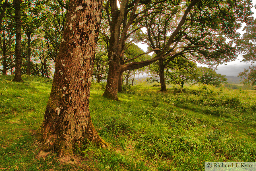 Badbury Rings, Dorset