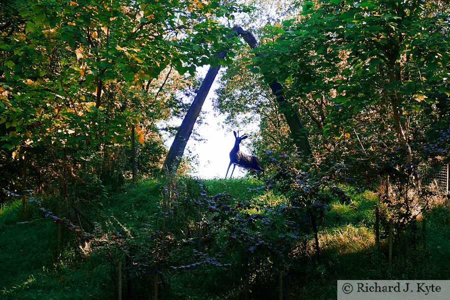 Whalebone and Roebuck Sculpture, Buscot Park, Oxfordshire