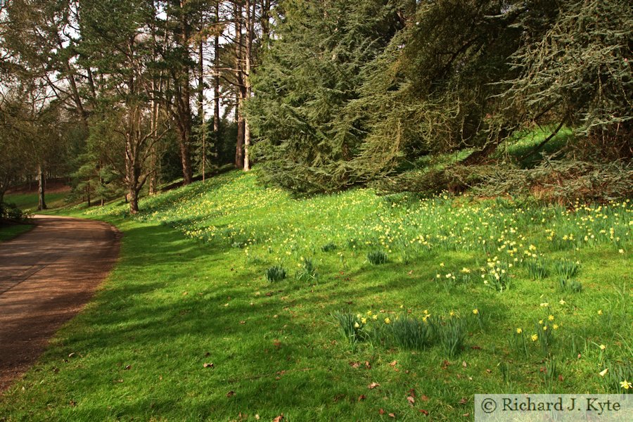 Daffodil Bank, Waddeston Manor, Buckinghamshire