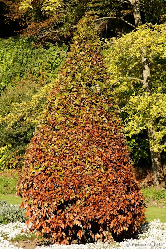 Shrub, The Avenue, Dyrham Park, Gloucestershire