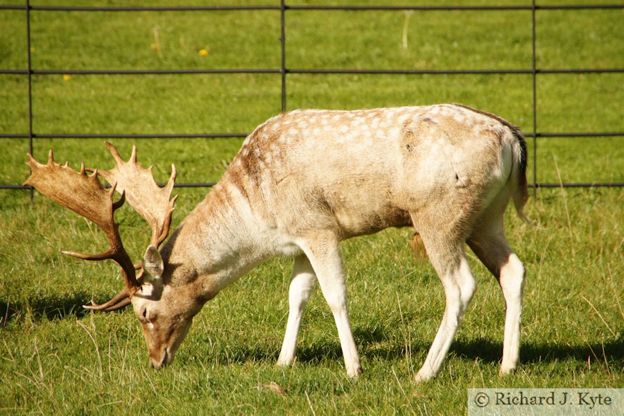 Fallow Deer, Dyrham Park, Gloucestershire