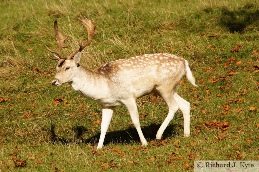 Fallow Deer, Dyrham Park, Gloucestershire