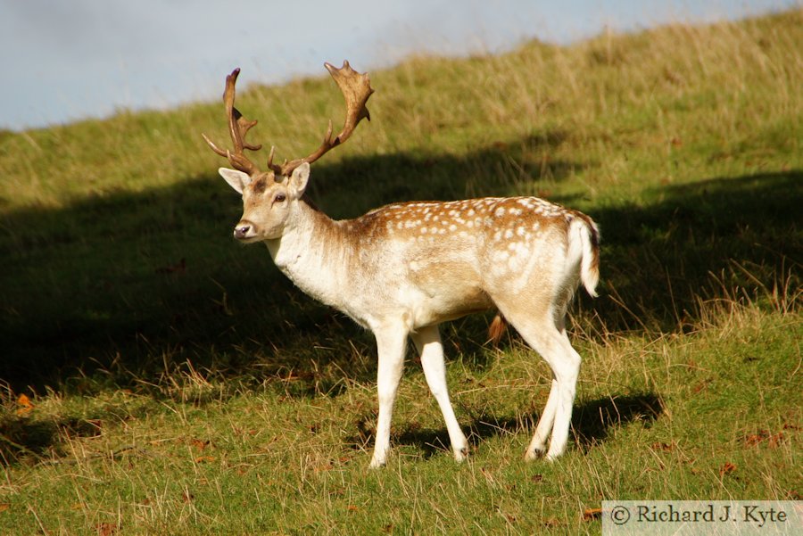 Fallow Deer, Dyrham Park, Gloucestershire