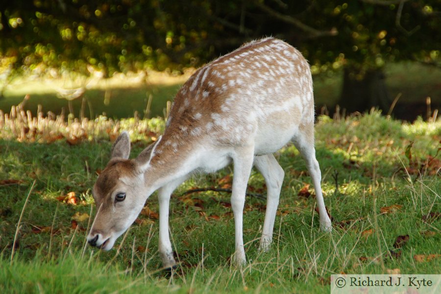 Fallow Deer, Dyrham Park, Gloucestershire