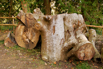 Click to see expanded image