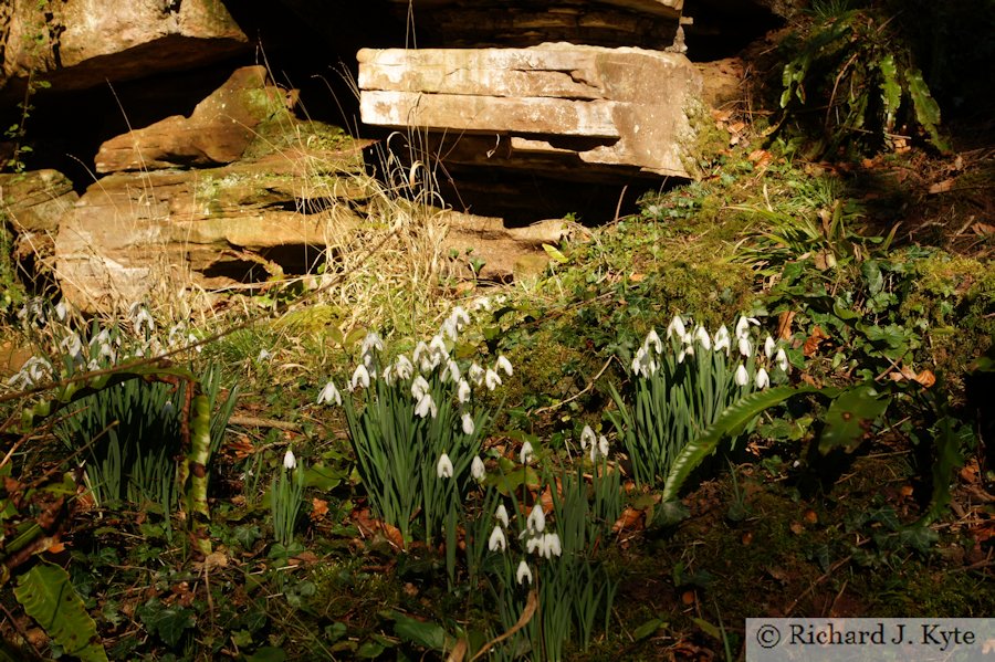 Snowdrops, Dudmaston Hall, Shropshire