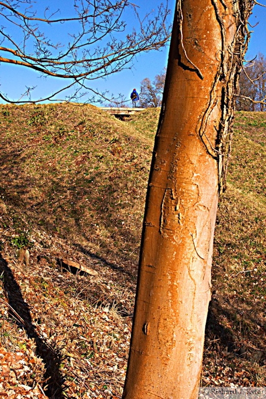 Tree, Dudmaston Hall, Shropshire