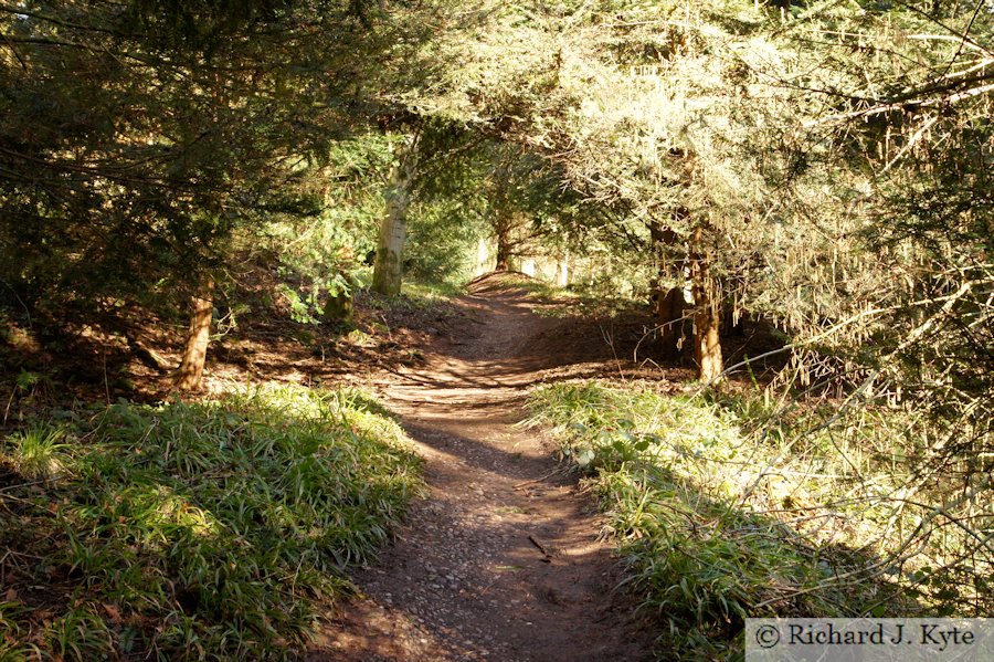 Path, Dudmaston Hall, Shropshire