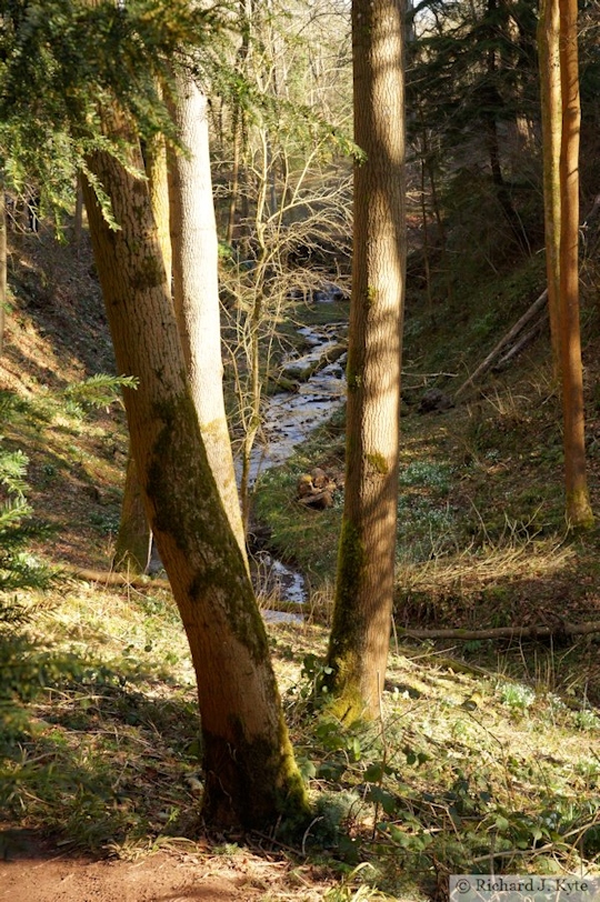 Stream, Dudmaston Hall, Shropshire