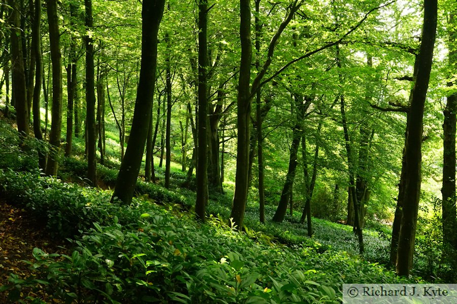 Woodland Path, Stourhead, Wiltshire