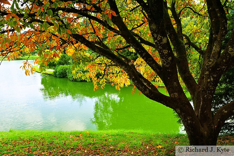 Chestnut Tree, The Pantheon, Stourhead, Wiltshire