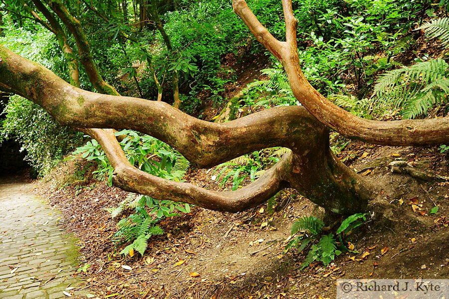 Tree, Stourhead, Wiltshire