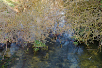 Click to see expanded image