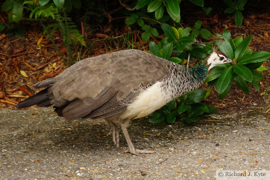 Peacock, The Blue Pool, Isle of Purbeck, Dorset
