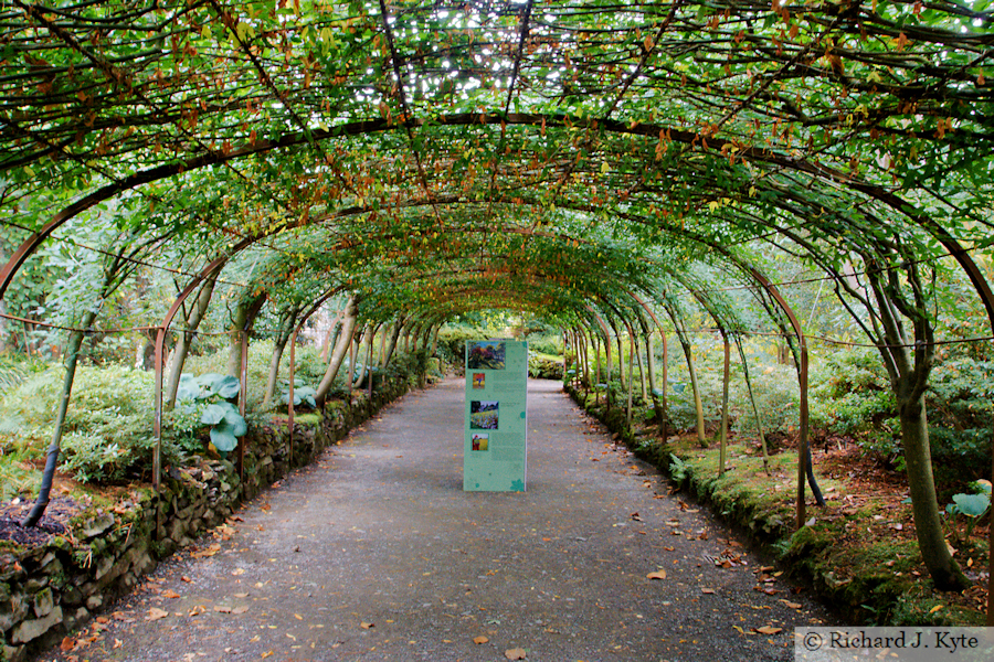 The Laburnum Arch, Bodnant Garden, Conwy