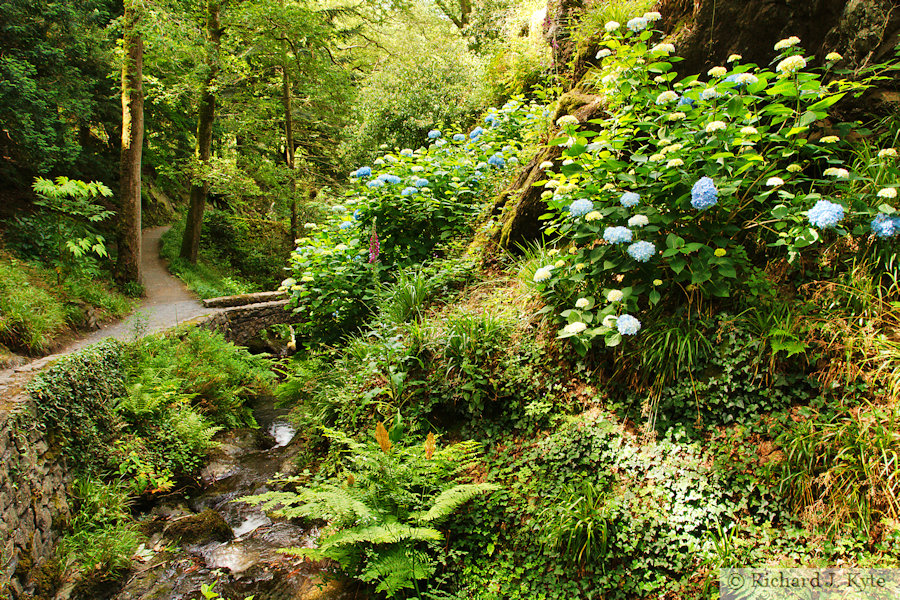 Stream, Bodnant Garden