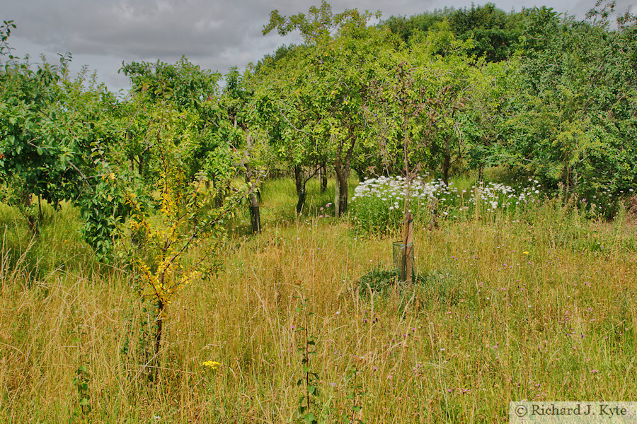 Community Orchard and Nature Reserve (Garden 3), Fladbury Walkabout 2026