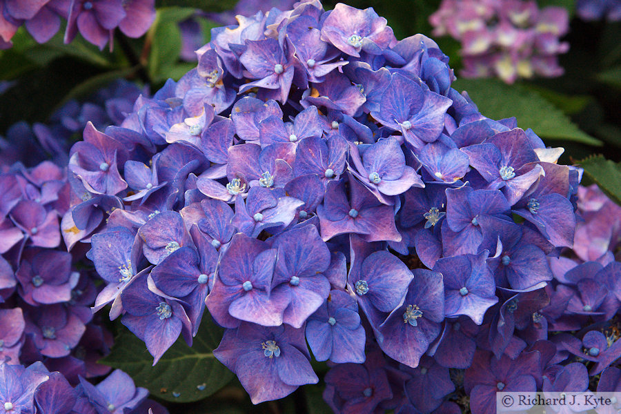 Blue Hydrangeas, Garden 8, Fladbury Walkabout 2026