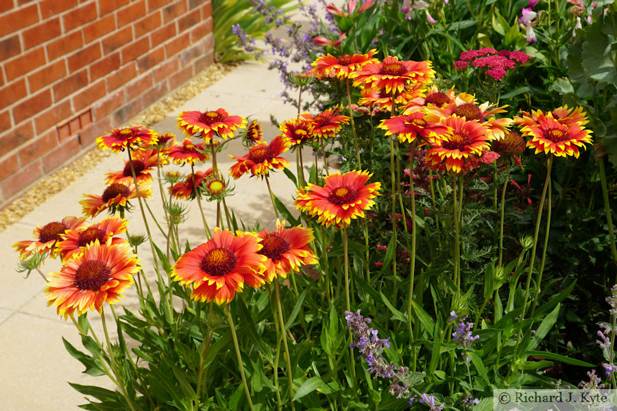 Gaillardias, Garden 9, Fladbury Walkabout 2026