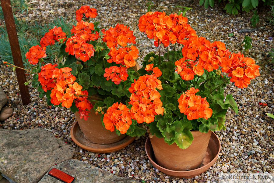 Flowers, Garden 15, Fladbury Walkabout 2026
