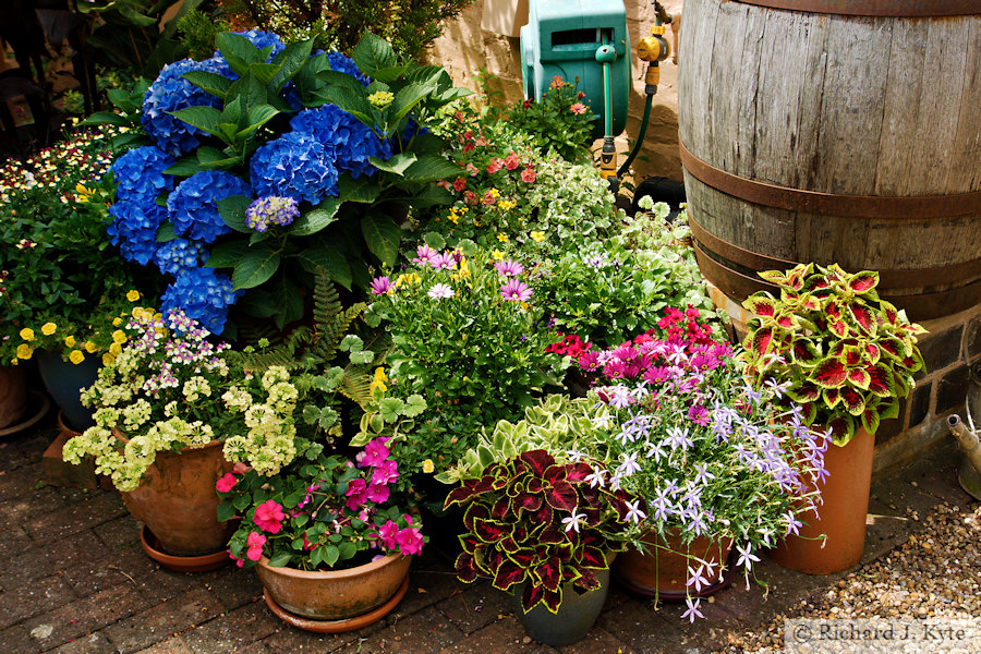 Flowers, Garden 15, Fladbury Walkabout 2026