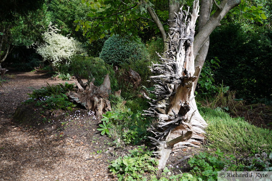 The Stumpery, Ickworth Estate, Suffolk