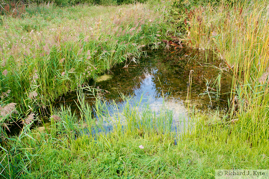 Sedge Fen, Wicken Fen, Cambridgeshire