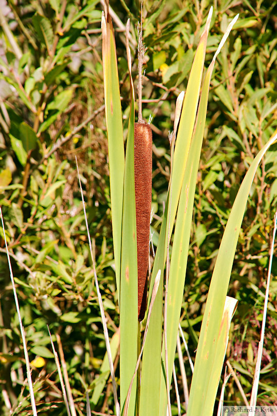 Bulrush, Sedge Fen, Wicken Fen, Cambridgeshire