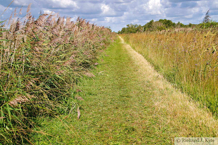 Sedge Fen, Wicken Fen, Cambridgeshire