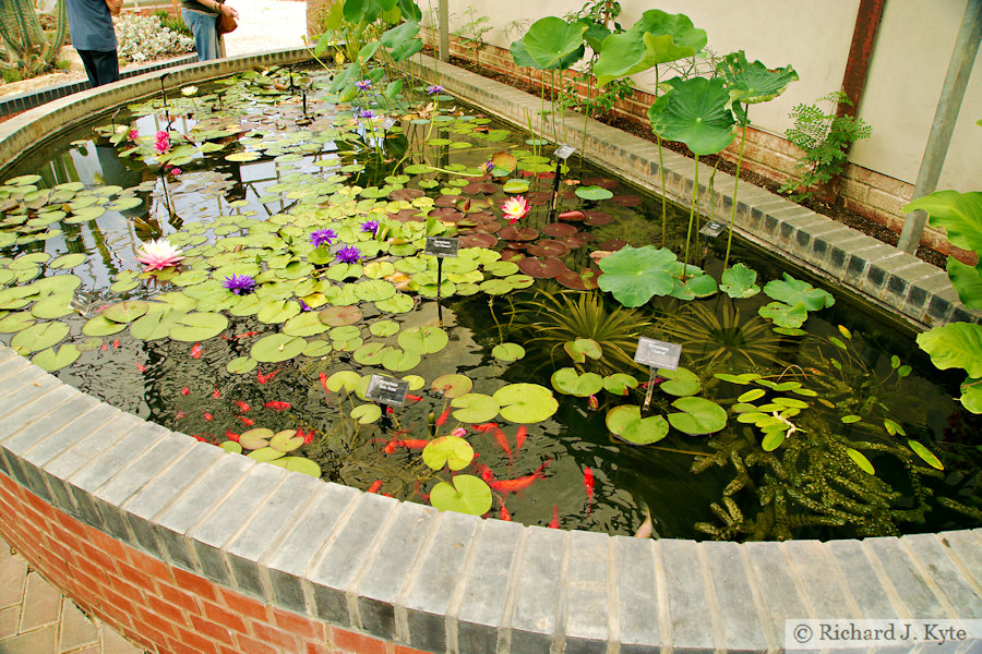 Pond, Bennett's Water Garden, Weymouth, Dorset