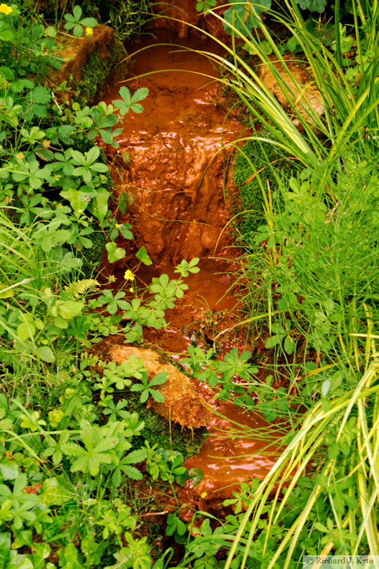 Stream, Bennett's Water Garden, Weymouth, Dorset