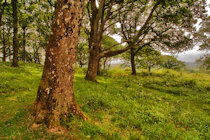 Badbury Rings, Dorset