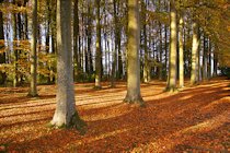 Hidcote Manor Garden Photographs