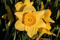 Daffodil, Evesham