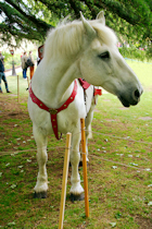 "King" the Warhorse, Evesham Medieval Market 2026 "King" the Warhorse, Evesham Medieval Market 2026