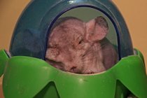 Photographs of Jerry the Chinchilla