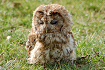 Tawny Owl