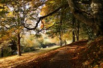 The Weir Garden Photographs